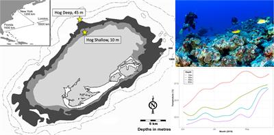 Plasticity of Porites astreoides Early Life History Stages Suggests Mesophotic Coral Ecosystems Act as Refugia in Bermuda